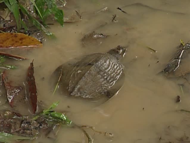 river turtle