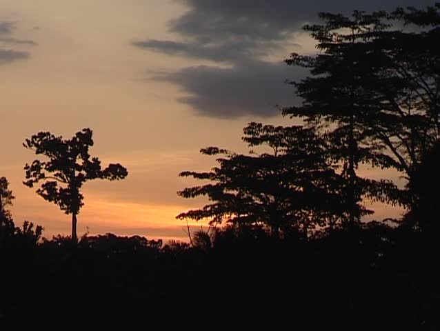 Sunset in the jungle