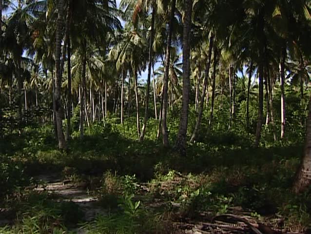 Tropical beach