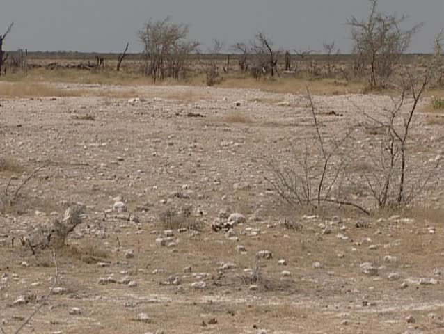 Zebra skeleton in the Etosha National Park