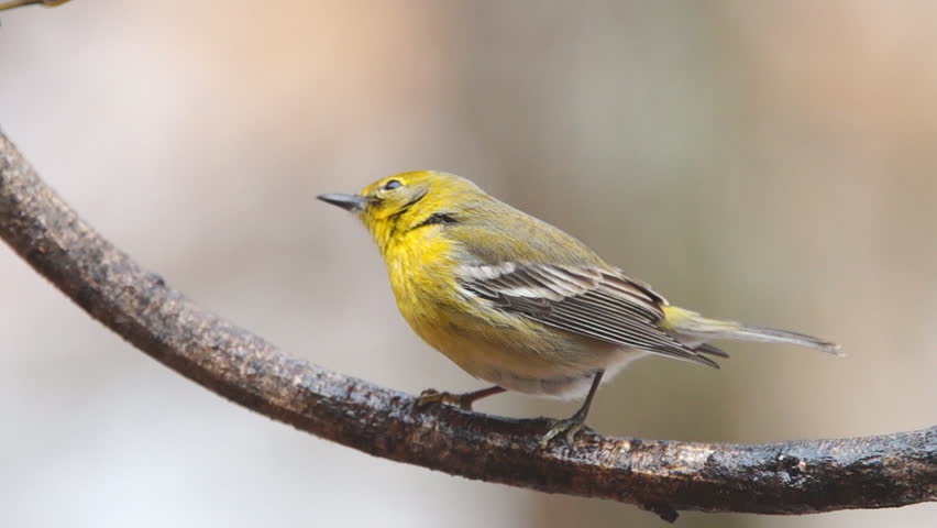 pine warbler setophaga pinus small yellow Stock Footage Video (100% ...