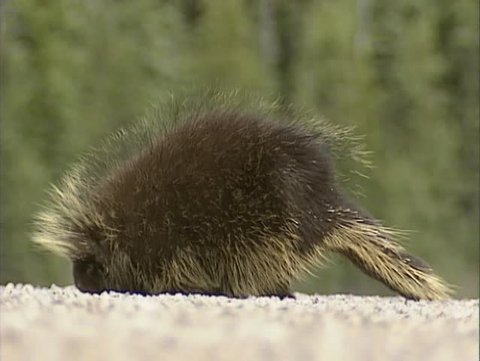 North American Porcupine, Erethizon dorsatum licks salt and minerals, accumulated on road surface - low angle. In nutrient-poor ecosystems animals lick mineral deposits to obtain essential nutrients.
