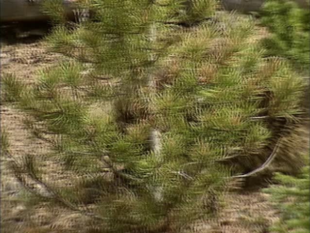 North American Porcupine, Erethizon dorsatum in pine forest, Canadian Rocky Mountains - tracking shot.