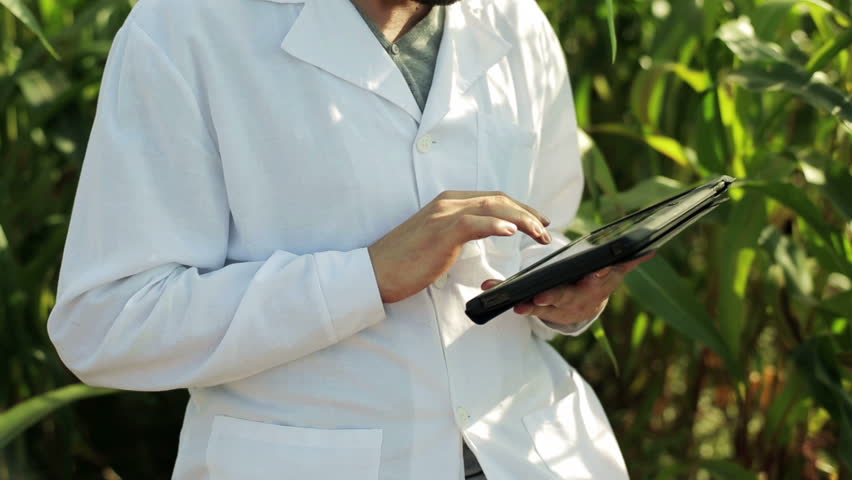 scientist working on tablet in the corn field
