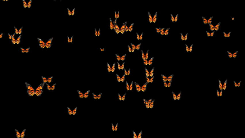 Butterflies forming 2010,Alpha Channel