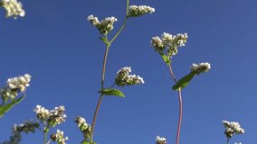 beautiful buckwheat blossoms in summer wind and blue sky