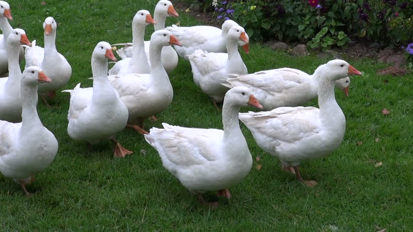 white domestic gooses on green grass in farm