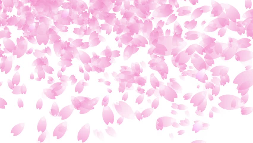 Cherry Blossom Petals Falling Stock Footage Video 100 Royalty Free Shutterstock