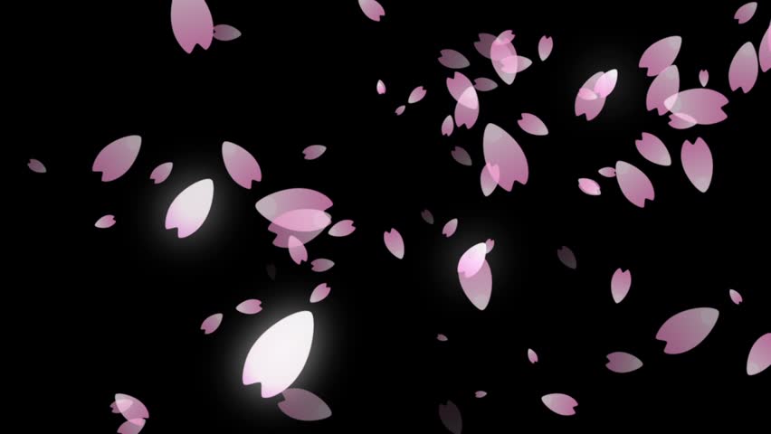 Cherry Blossom Petals Falling Stock Footage Video (100% Royalty-free