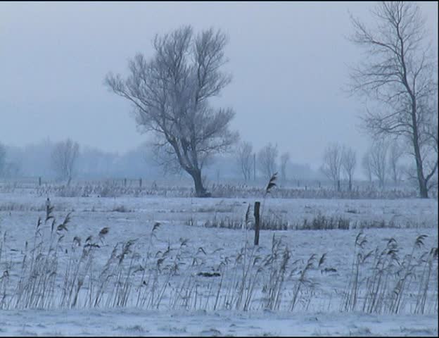 winter scene