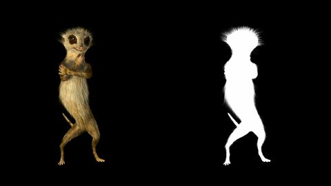 Dancing meerkat. Animation looping dance 3d model meerkat with a matte channel