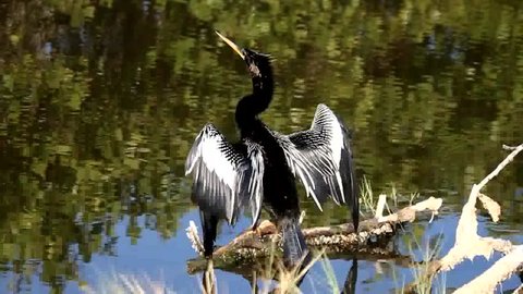 Anhinga on a perch near water in the Florida Everglades
