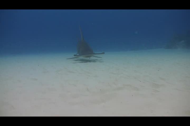 Great Hammerhead Shark