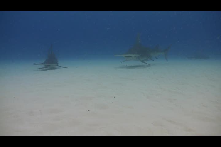 Great Hammerhead Shark