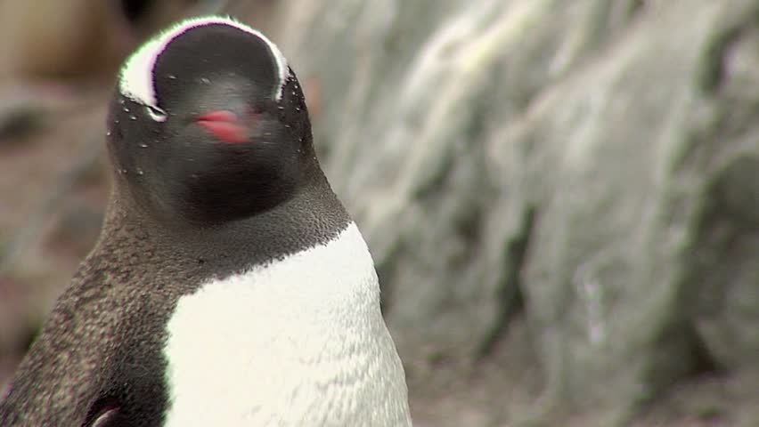 Gentoo Penguin | Shutterstock HD Video #5634224