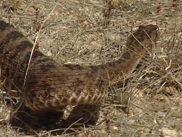 Rattlesnake in the Sonoran Desert