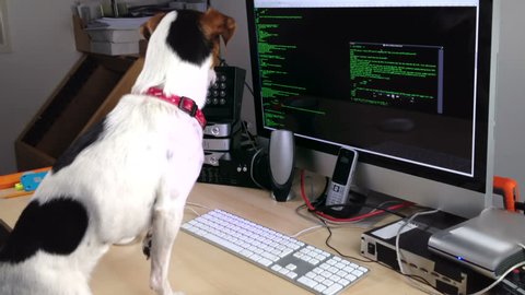A Jack Russell dog transfixed by the scrolling code on a computer.