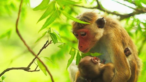 monkey with cub