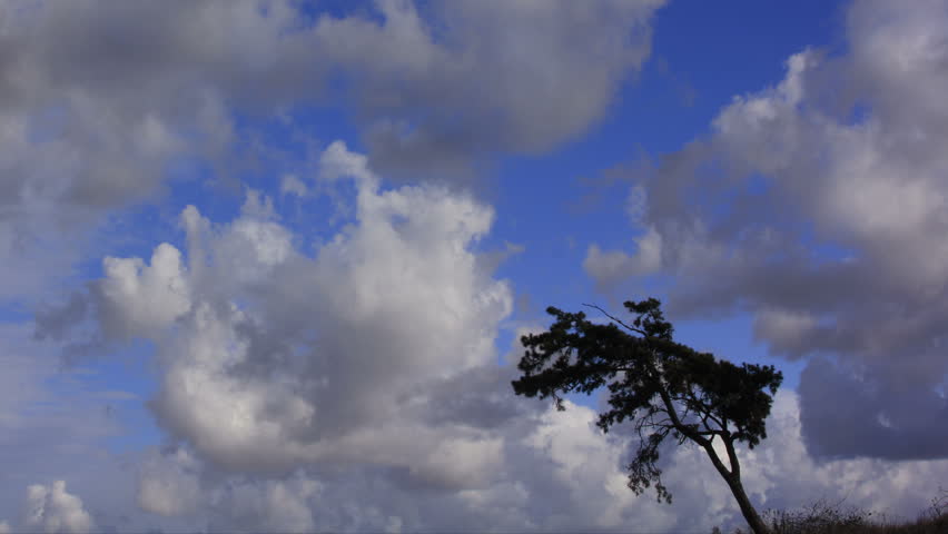 Timelapse Clouds 14 Tree