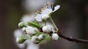 pear blossom in spring