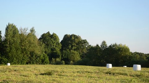 Panorama of polythene wrapped grass bales haystacks on harvested meadow near forest.