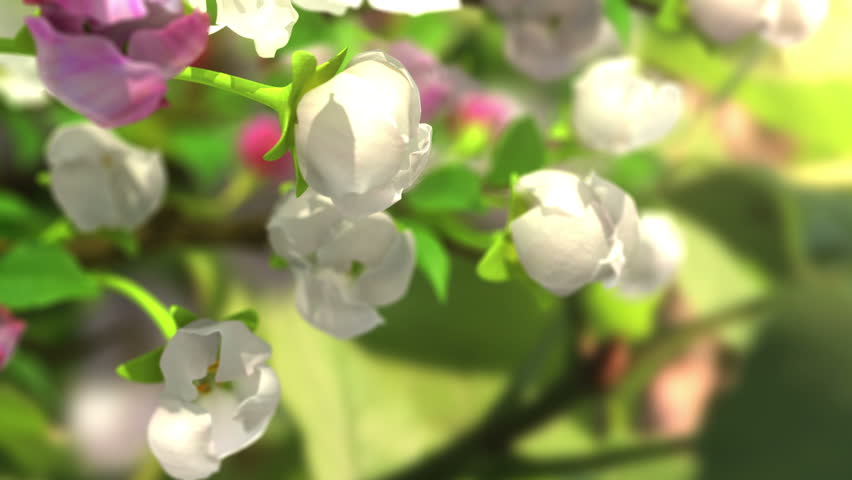 4k blossoming apple-tree, beautiful 3d animation. see also the new corrected version with butterflies ClipID 9191579 Royalty-Free Stock Footage #5636978
