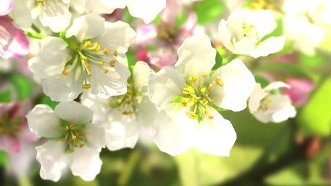 4k blossoming apple-tree, beautiful 3d animation. see also the new corrected version with butterflies ClipID 9191579