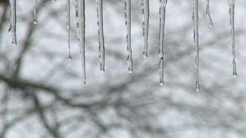 Close up icicles slowly melting in winter scene. Video stock