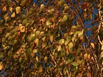 autumn tree in the wind