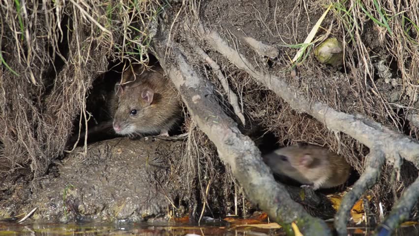 two wild brown rats some action Stock Footage Video (100% Royalty-free ...