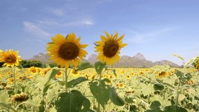 Landscape of Sunflowers field with Mountain and sky in background