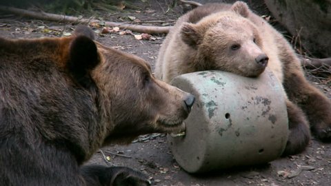 Brown Bear and cub in captivity 1
