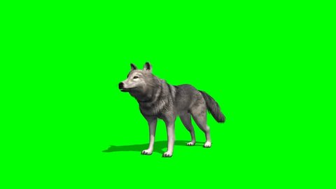 wolf howls - seperated on green screen 