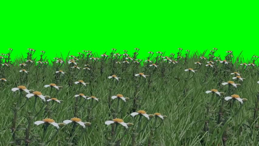 Video Stok grass flowers wind - green screen (100% Tanpa Royalti) 5645954 S...