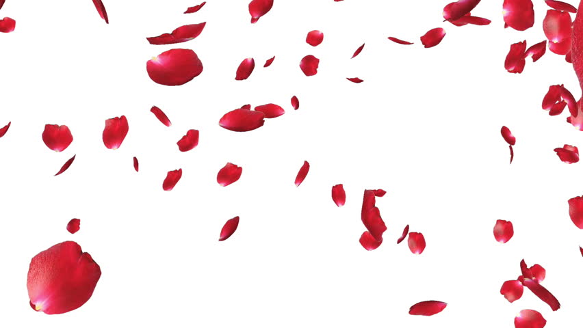 Rose Petals Falling Against White Stock Footage Video 100 Royalty Free Shutterstock