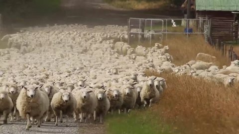 Sheep herd moving towards us