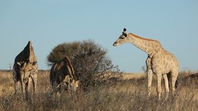 Giraffes (Giraffa camelopardalis) feeding on bushes, South Africa