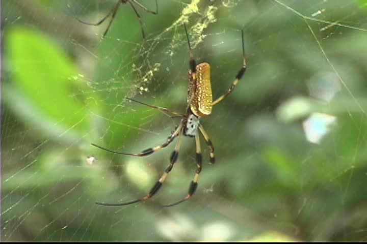 close cobweb spider tropical sits on Stock-video (100 % royaltyfri) 1514450...