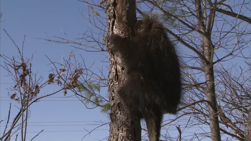 Porcupine climbing down a pine tree. (Tilt)