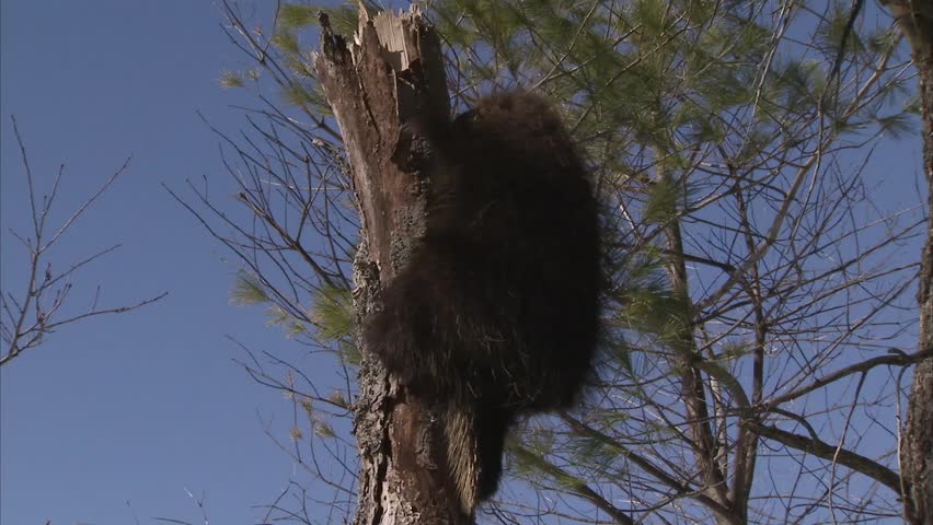 Porcupine hanging out in the treetops. (Tilt)