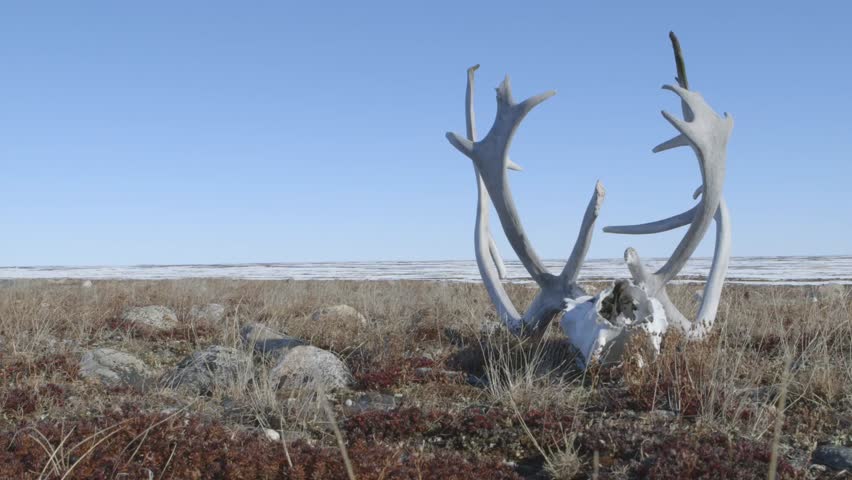 Caribou skull and antlers lying upon the frozen tundra.