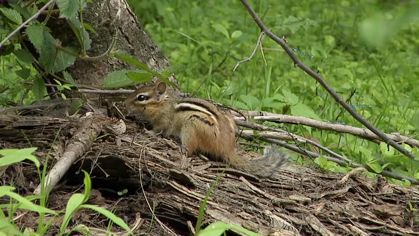 Chipmunk sitting on uproots of a tree.