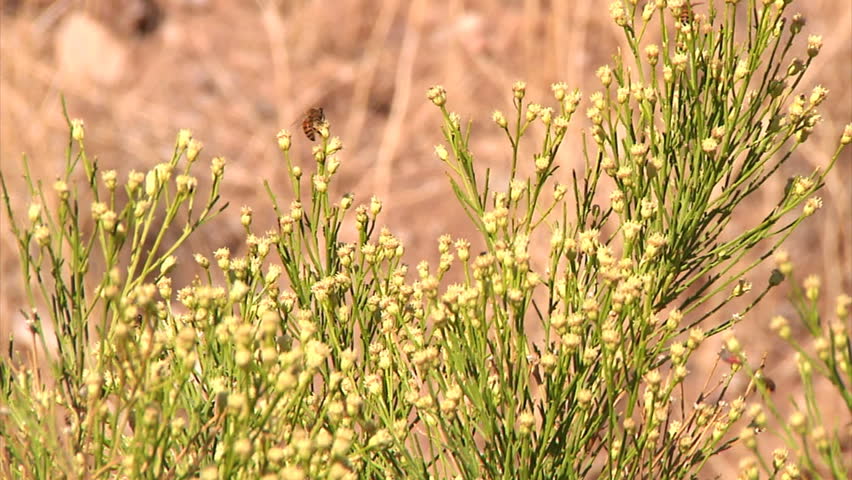 Bees fly around a bush in the desert.