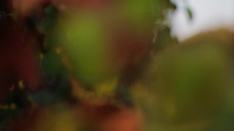 autumn vineyard in italy