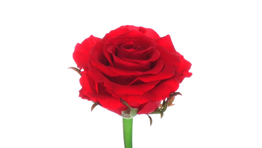 Rotating Mercedes Rose Isolated On Stock Footage Video 100 Royalty Free 564994 Shutterstock