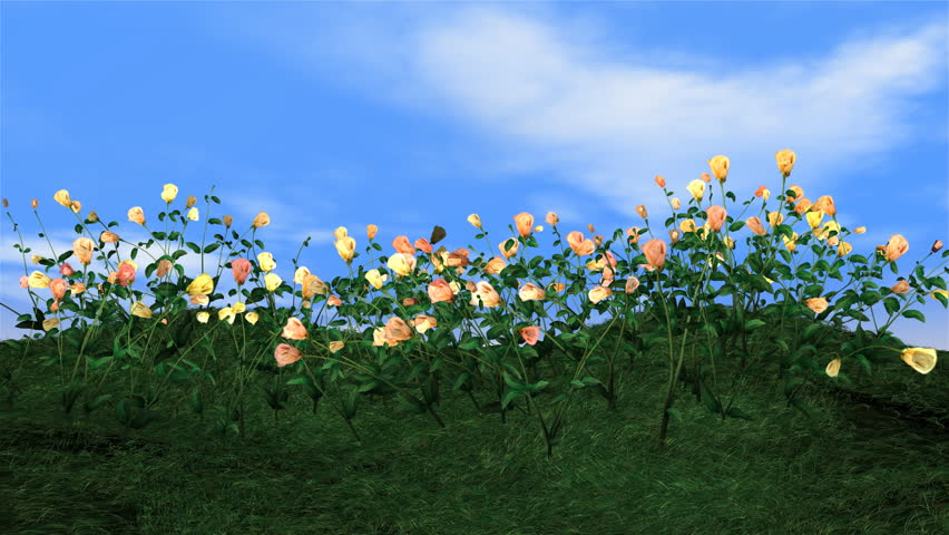 Roses  on a green meadow,animated clouds,time lapse