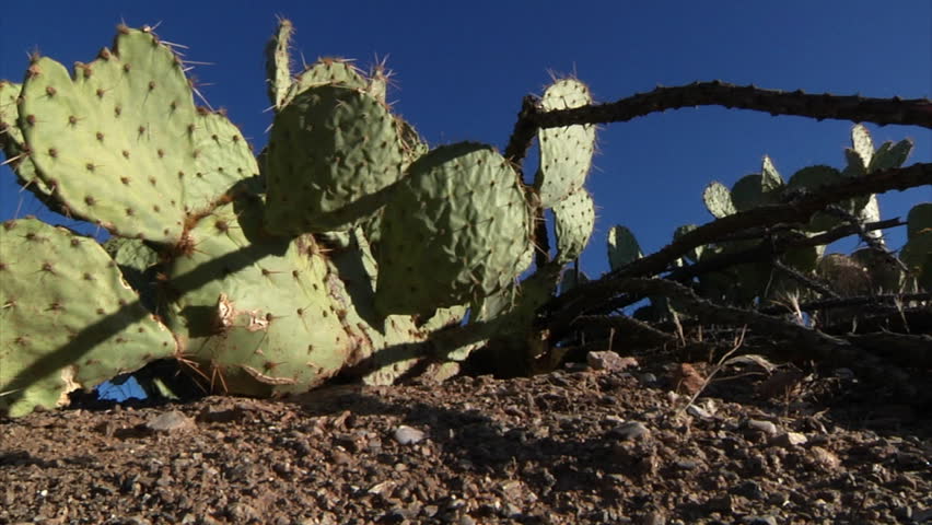 A Prickly Pear Cactus in the Arizona desert.