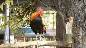 Bantam crowing perches on tree branch.