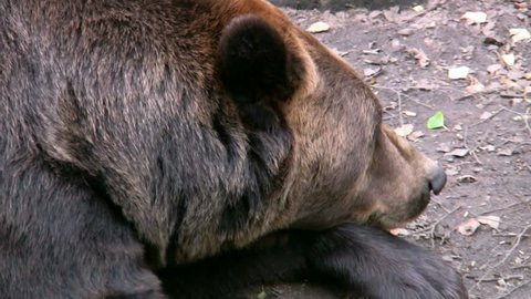 Brown Bear in captivity 3