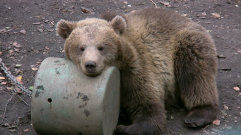 Brown bear cub in captivity 4